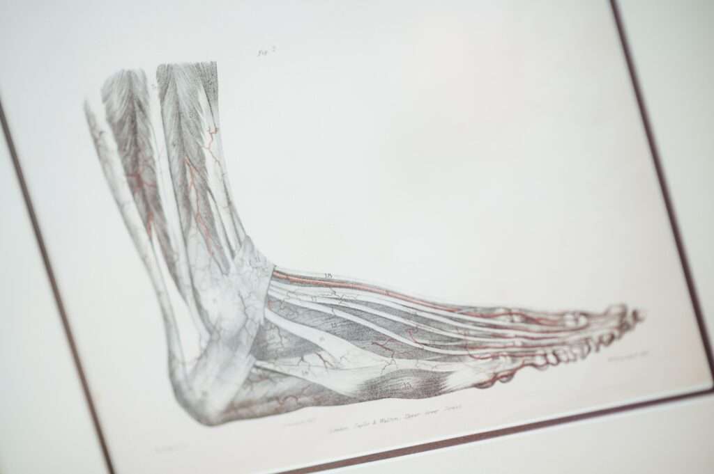 anatomical drawing of foot and ankle